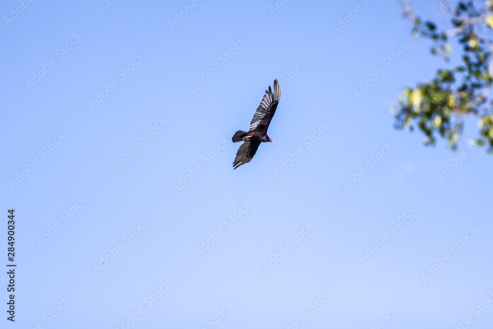Turkey Vulture
