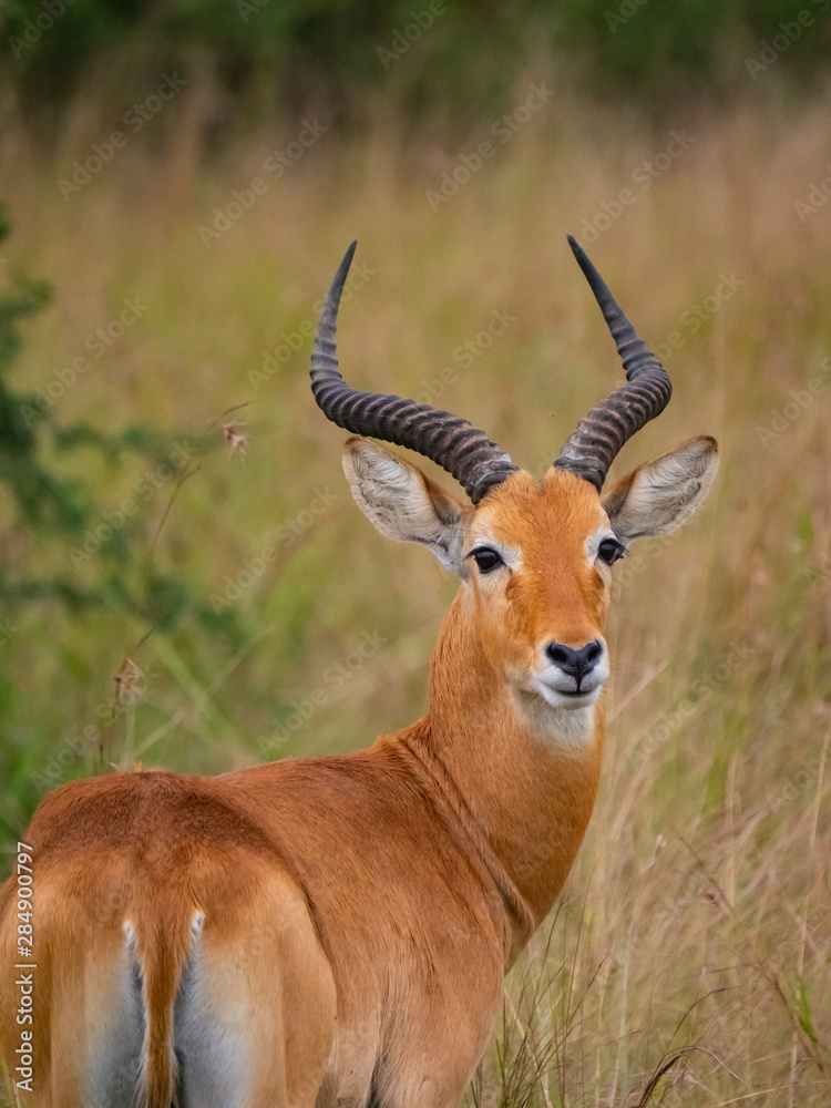 Impala in Queen Elizabeth National Park, Uganda Impala in Queen Elizabeth National Park, Uganda