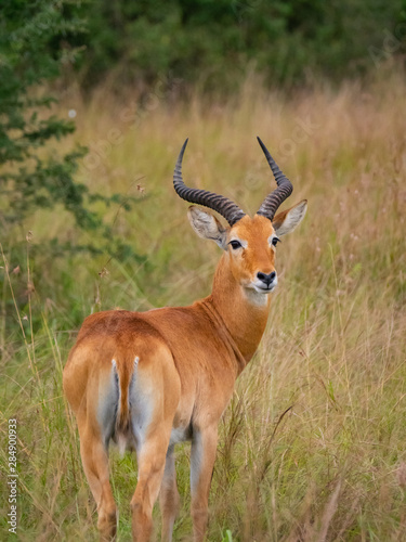 Impala in Queen Elizabeth National Park  Uganda