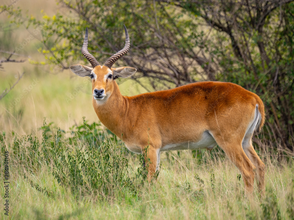 Impala in Queen Elizabeth National Park, Uganda Impala in Queen Elizabeth National Park, Uganda