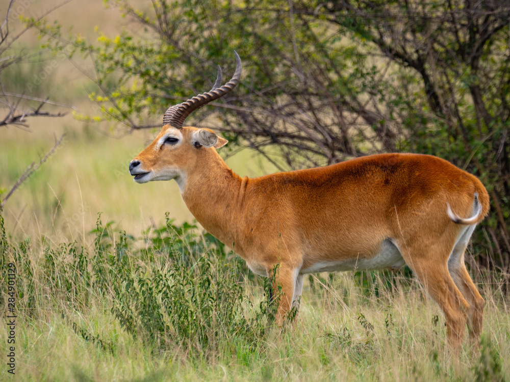 Impala in Queen Elizabeth National Park, Uganda