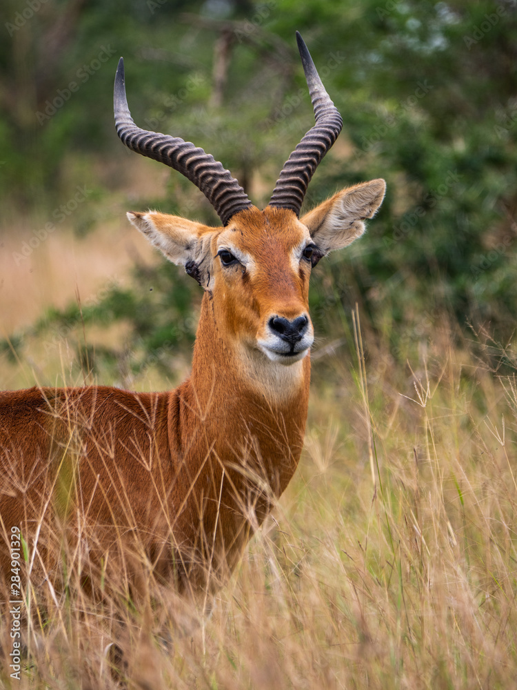 Impala in Queen Elizabeth National Park, Uganda