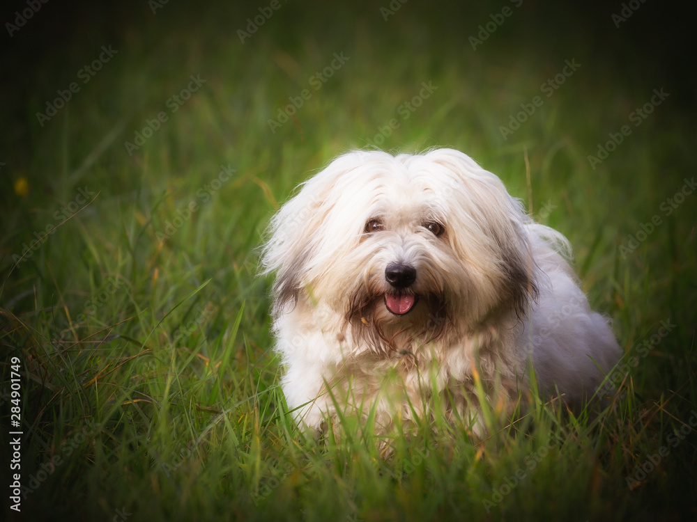 Funny White Coton de Tulear Adult Dog Playing on a Meadow