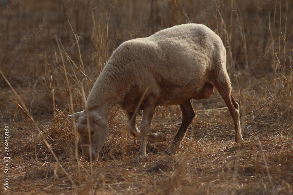 Fototapeta premium Travel In Mallorca