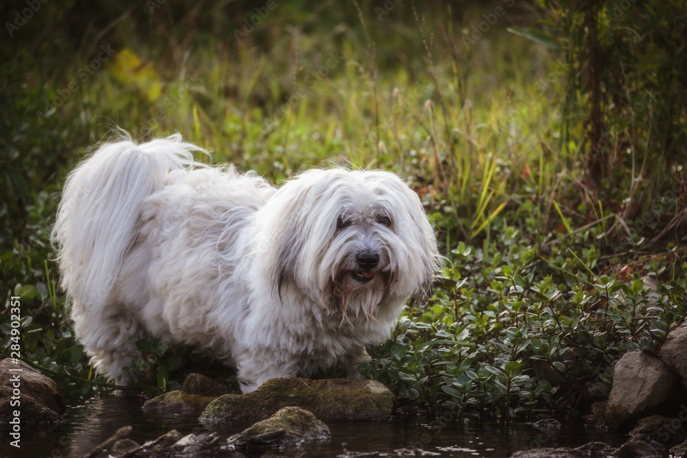 Funny White Coton de Tulear Adult Dog Playing on a Meadow