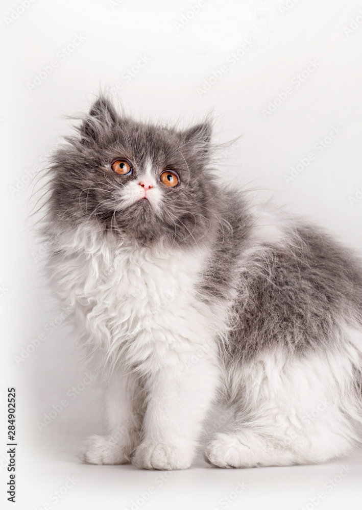 Fototapeta premium Funny persian kitten on white