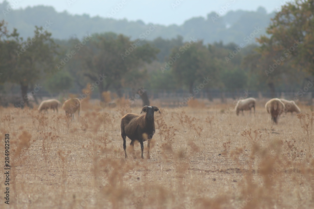 Naklejka premium Travel in Mallorca
