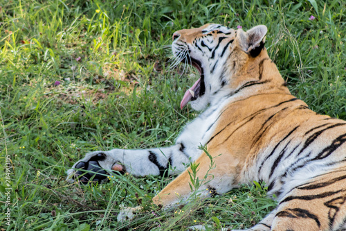 a tiger lying in the grass while yawning