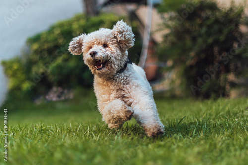Photography White poodle toy running towards the camera, very happy, playing, trained, on green grass in a park
