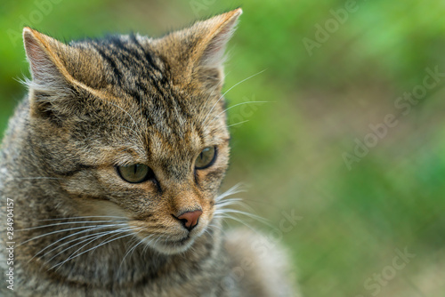 Portrait of a real european wildcat (felis silvestris) © DZiegler