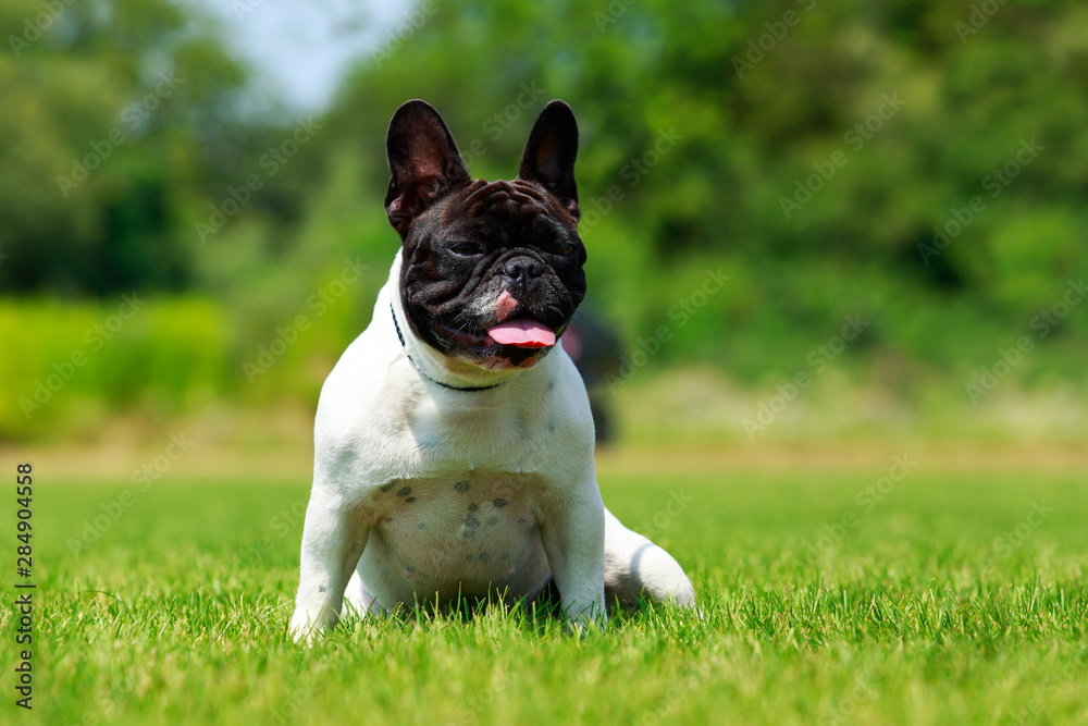 Dog breed French Bulldog