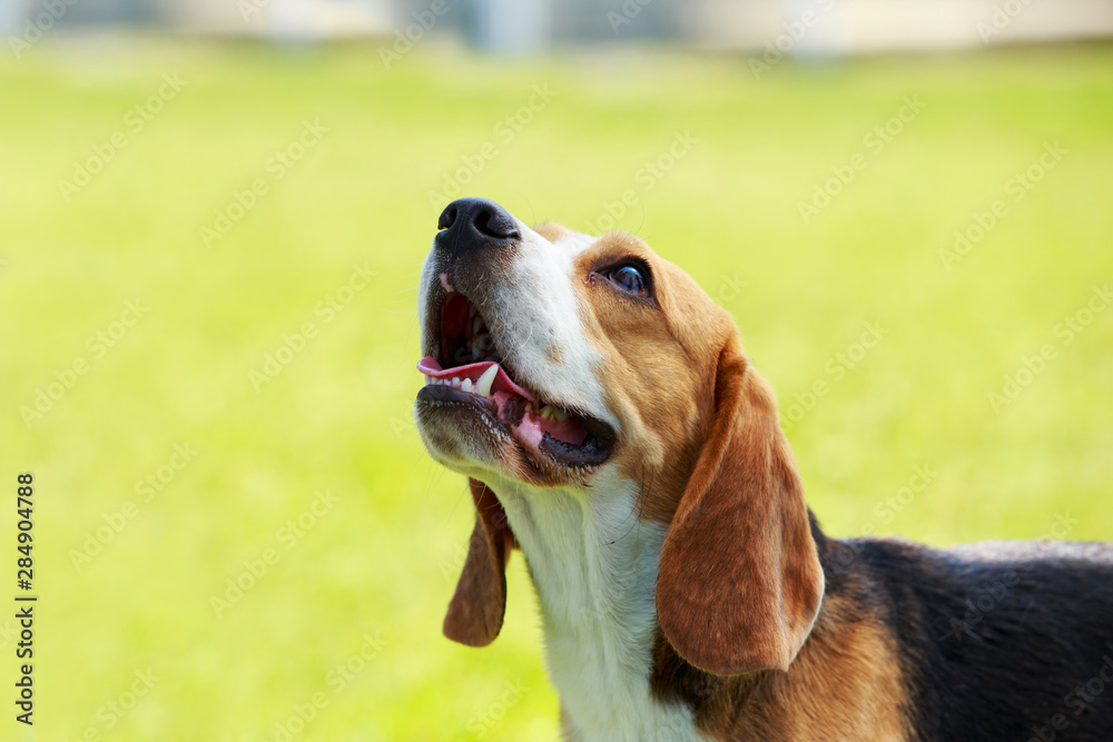 Dog breed beagle