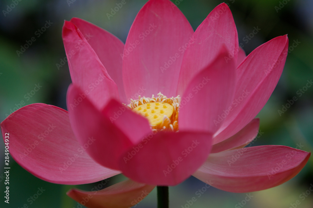 Beautiful very large shot Lotus flower against the background of its leaves, close-up Beautiful very large shot Lotus flower against the background of its leaves, close-up