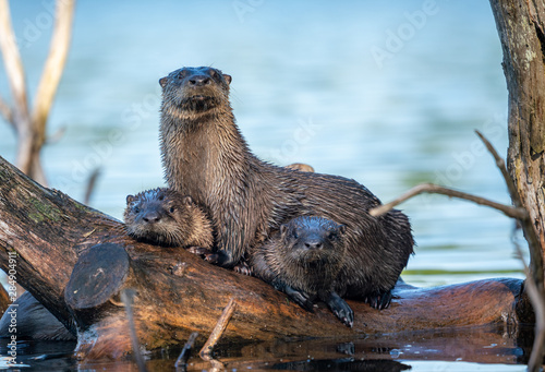Otter Family 3