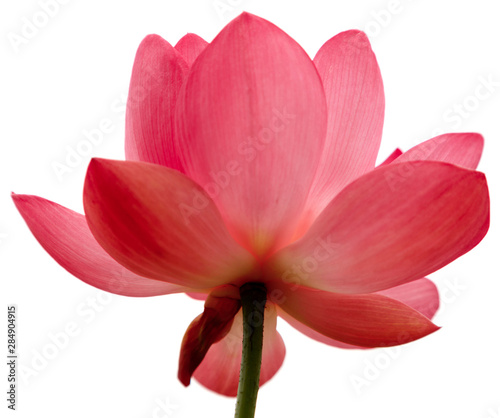 Beautiful very large shot Lotus flower  isolate on a white background  close-up