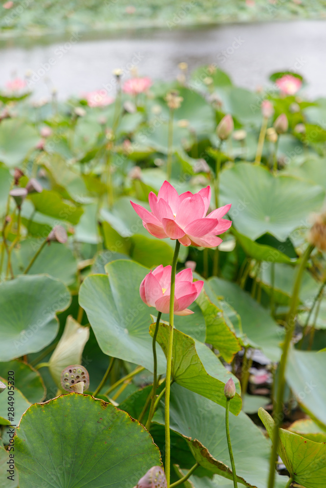 Beautiful lotus flowers with minted in its natural habitat, against the background of its leaves. Medium plan. Beautiful lotus flowers with minted in its natural habitat, against the background of its leaves. Medium plan.