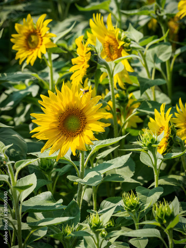 Sunflowers in the morning light in the Waldviertel