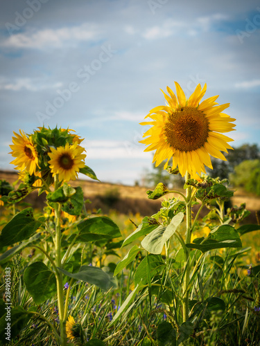 Sunflowers in the morning light in the Waldviertel