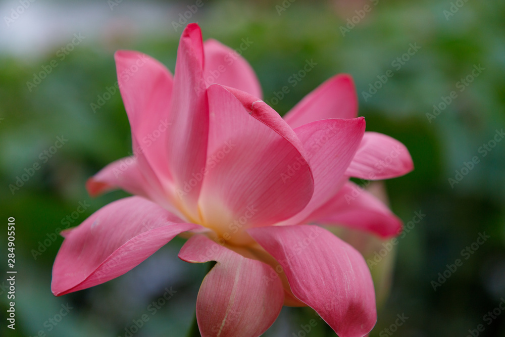 Beautiful very large shot Lotus flower against the background of its leaves, close-up