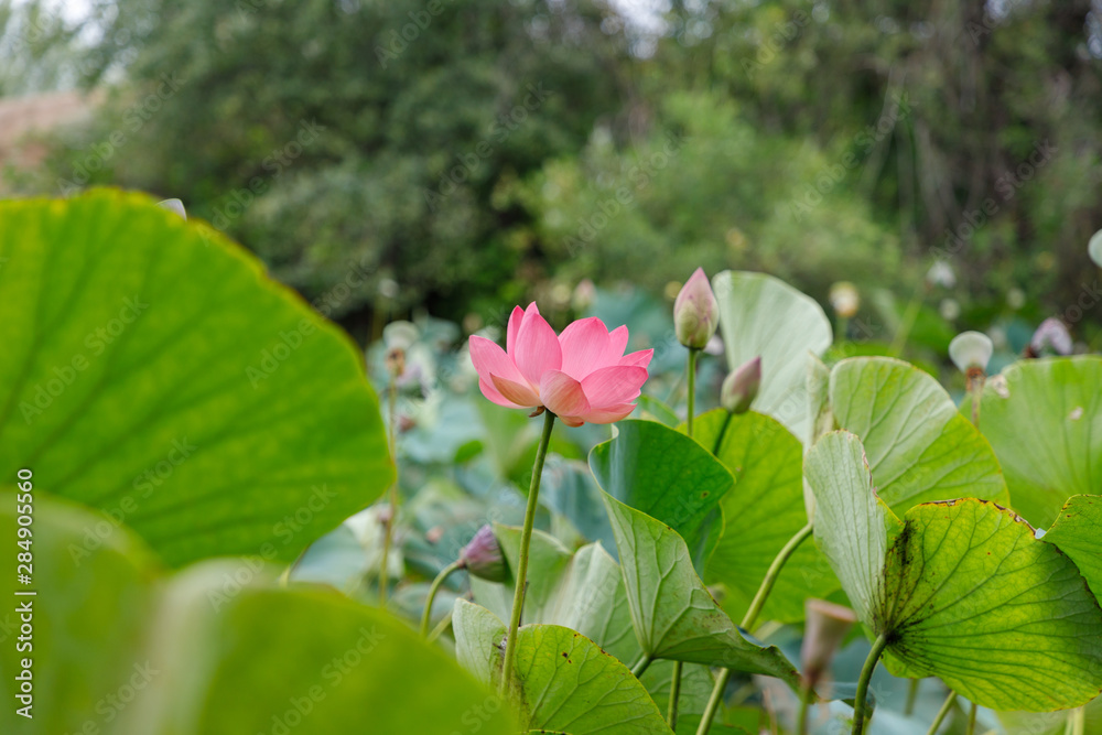 Beautiful lotus flowers with minted in its natural habitat, against the background of its leaves. Medium plan. Beautiful lotus flowers with minted in its natural habitat, against the background of its leaves. Medium plan.