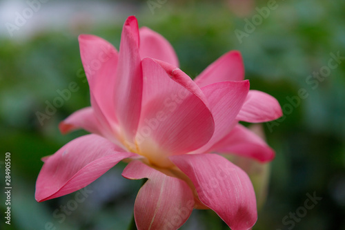 Beautiful very large shot Lotus flower against the background of its leaves, close-up