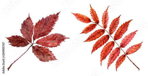 Dry leaves of mountain ash and wild grapes.