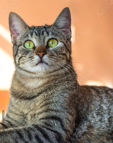 Close up de gato malhado © JCLobo
