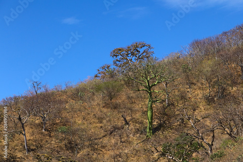 Tree with green bark and others overgrown with Usnea lichen in the tropical dry forest in the Loja Province in Southern Ecuador