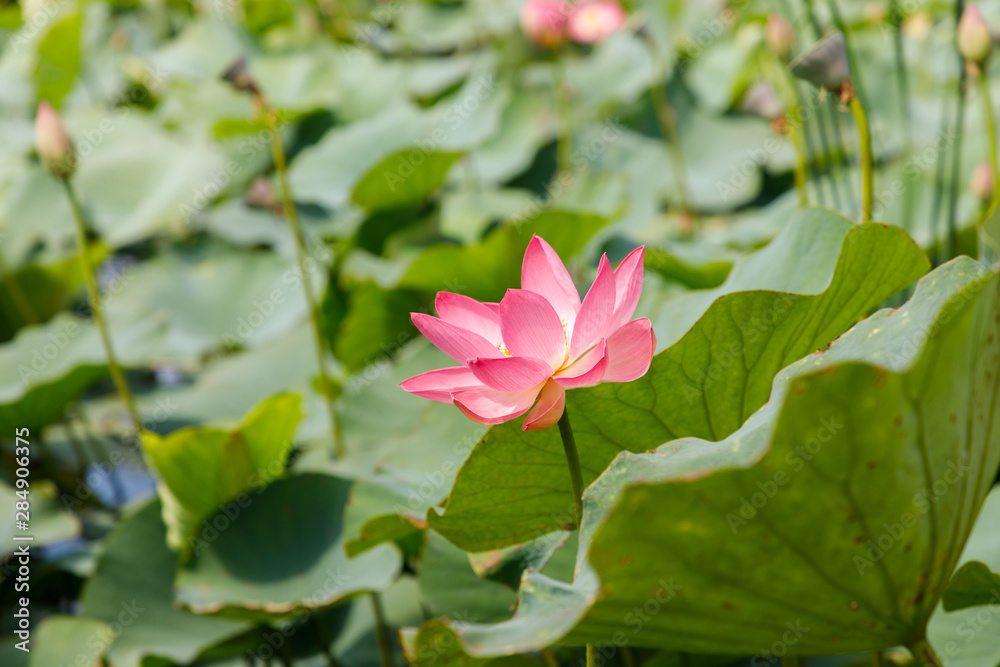 Beautiful lotus flowers with minted in its natural habitat, against the background of its leaves. Medium plan. Beautiful lotus flowers with minted in its natural habitat, against the background of its leaves. Medium plan.