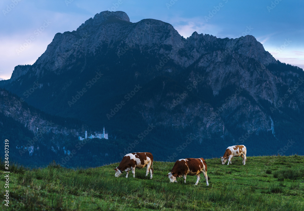 Three cows grazing in the meadow against the backdrop of the mountain and Neuschwanstein castle. Germany, Bavaria