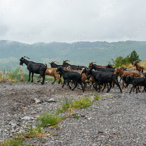 Flock of mountain goats. Domestic livestock grazing in the high altitude © 682A_IA