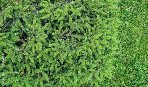 Green twigs of fir tree; pattern; texture; background