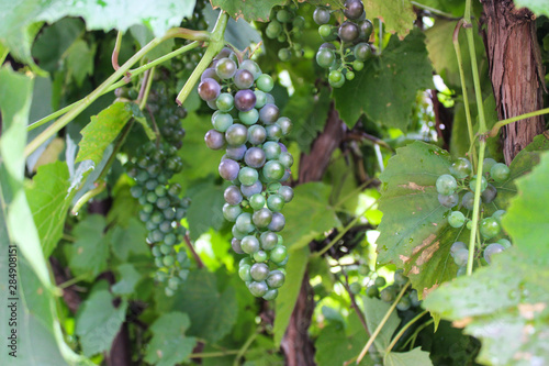 Bunches of ripe grapes Isabella on the site