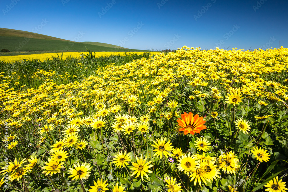 Fields of Wildflowers in Australia