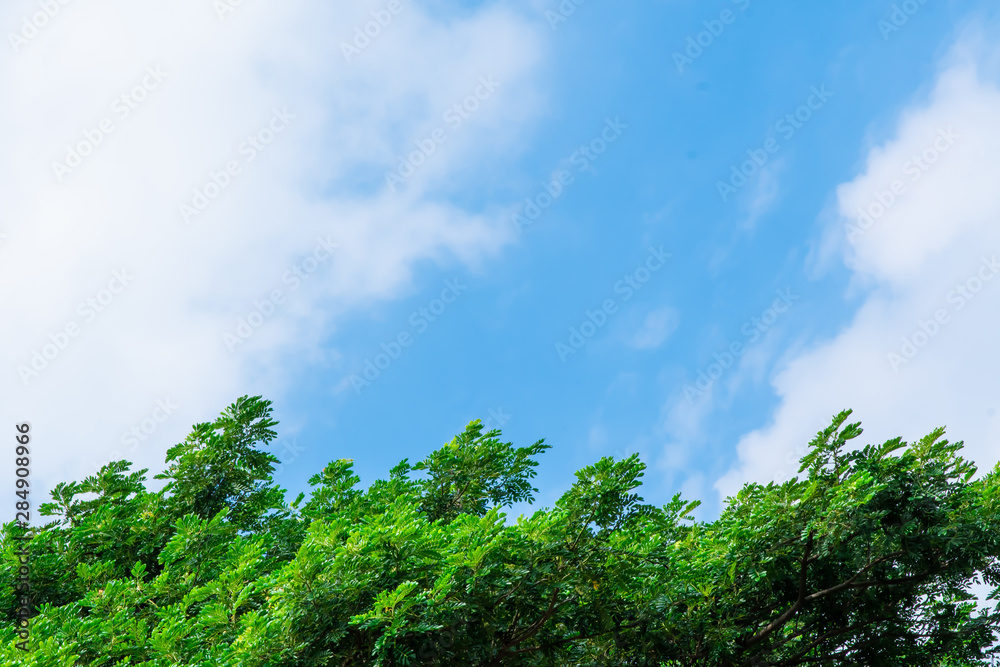 Obraz premium Tree with sky . background