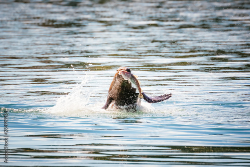 Steller Sea Lion, Glacier Bay National Park and Preserve, Alaska, USA photo