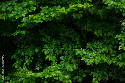 Fototapeta Naklejka Na Ścianę i Meble -  Green lush background. Tropical vegetation backdrop