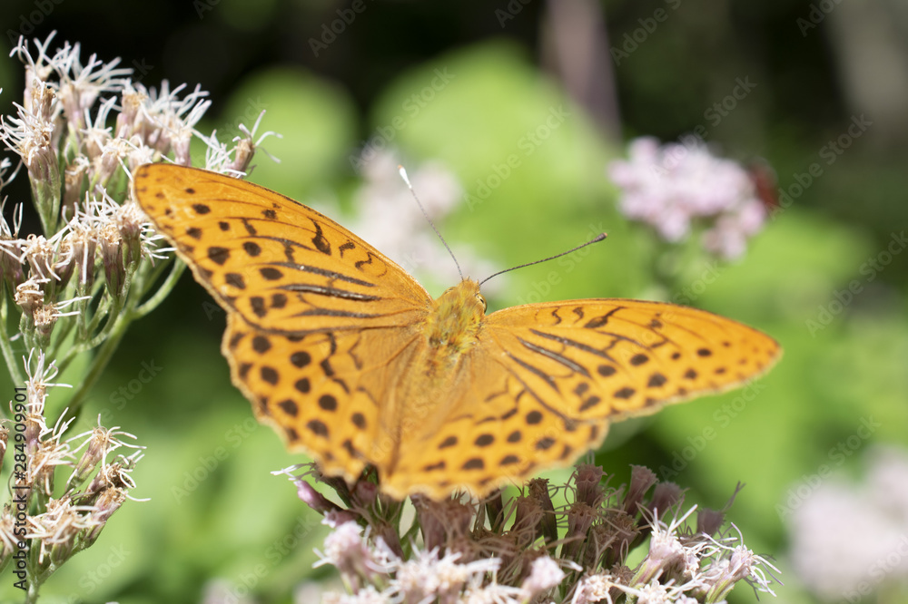 butterfly resting on flower at Vallepietra, Parco dei Monti Simbruini, Italy butterfly resting on flower at Vallepietra, Parco dei Monti Simbruini, Italy