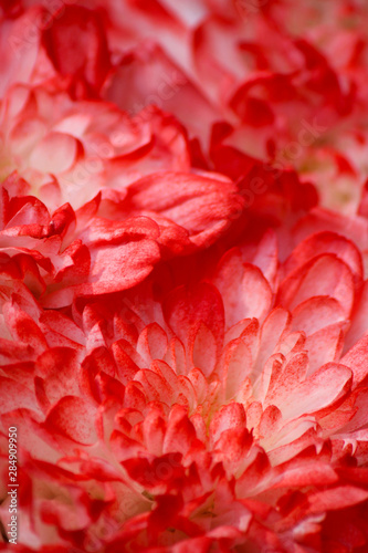 red flower background with flowers