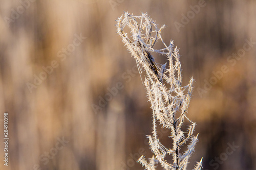 Dry grass white with frost macro isolated. Morning feature in fall. Rural area concept