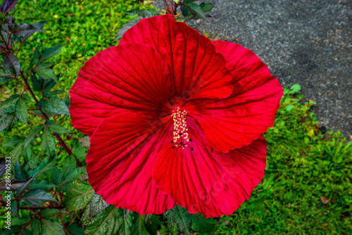 Red Dinner Plate Hibiscus