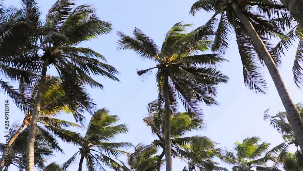 palm tree on background of blue sky palm tree on background of blue sky