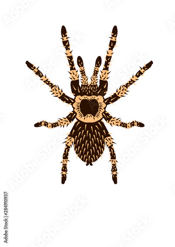 Vogelspinne Spinne Vektor Grafik Nah Detail