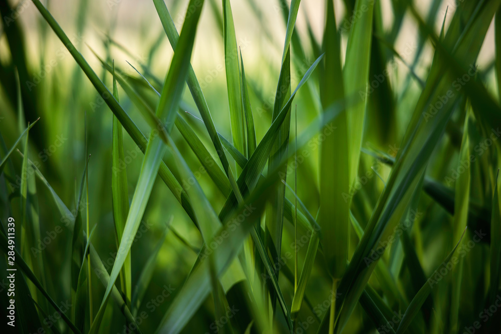 Obraz premium Green grass, macro