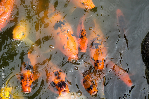 koi fish in the pond © peony roses designs