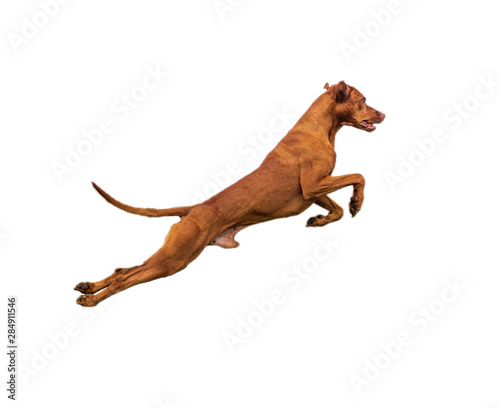 Hunting dog in a jump isolated on a white background.