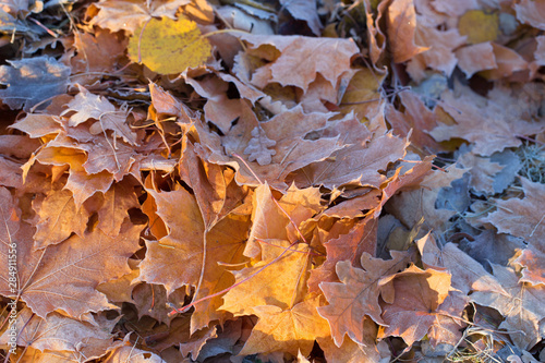 autumn background with leaves in frost