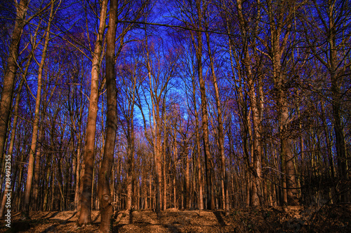 View on bare trees of beech forest against cold crystal blue sky - Viersen, Germany