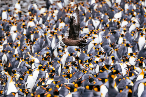 A predatory Skua flies above a rookery of King Penguins at Right Whale Bay, South Georgia Island.
