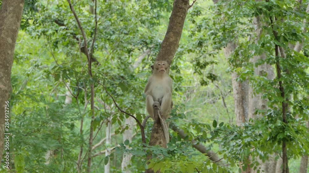 Macaque rhesus monkey (Macaca mulatta) sitting on the tree in mixed deciduous forest Macaque rhesus monkey (Macaca mulatta) sitting on the tree in mixed deciduous forest